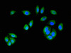 Immunofluorescence staining of A549 cells with CSB-PA013415LA01HU at 1:200, counter-stained with DAPI. The cells were fixed in 4% formaldehyde, permeabilized using 0.2% Triton X-100 and blocked in 10% normal Goat Serum. The cells were then incubated with the antibody overnight at 4°C. The secondary antibody was Alexa Fluor 488-congugated AffiniPure Goat Anti-Rabbit IgG (H+L) .