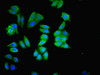 Immunofluorescence staining of HepG2 cells with CSB-PA013456LA01HU at 1:200, counter-stained with DAPI. The cells were fixed in 4% formaldehyde, permeabilized using 0.2% Triton X-100 and blocked in 10% normal Goat Serum. The cells were then incubated with the antibody overnight at 4°C. The secondary antibody was Alexa Fluor 488-congugated AffiniPure Goat Anti-Rabbit IgG (H+L) .