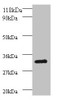 Western blot<br />
 All lanes: Proteasome subunit beta type-7 antibody at 2µg/ml + 293T whole cell lysate<br />
 Secondary<br />
 Goat polyclonal to rabbit IgG at 1/15000 dilution<br />
 Predicted band size: 30, 16 kDa<br />
 Observed band size: 30 kDa<br />