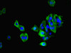 Immunofluorescent analysis of HepG2 cells using CSB-PA013505LA01HU at dilution of 1:100 and Alexa Fluor 488-congugated AffiniPure Goat Anti-Rabbit IgG (H+L)