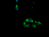 Immunofluorescent analysis of HepG2 cells using CSB-PA013506LA01HU at dilution of 1:100 and Alexa Fluor 488-congugated AffiniPure Goat Anti-Rabbit IgG (H+L)