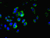 Immunofluorescent analysis of A549 cells using CSB-PA013748LA01HU at dilution of 1:100 and Alexa Fluor 488-congugated AffiniPure Goat Anti-Rabbit IgG (H+L)