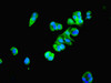 Immunofluorescent analysis of MCF-7 cells using CSB-PA01374A0Rb at dilution of 1:100 and Alexa Fluor 488-congugated AffiniPure Goat Anti-Rabbit IgG (H+L)