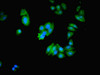Immunofluorescent analysis of HepG2 cells using CSB-PA013808LA01HU at dilution of 1:100 and Alexa Fluor 488-congugated AffiniPure Goat Anti-Rabbit IgG (H+L)