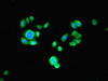 Immunofluorescent analysis of PC-3 cells using CSB-PA01385A0Rb at dilution of 1:100 and Alexa Fluor 488-congugated AffiniPure Goat Anti-Rabbit IgG (H+L)