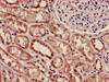 Immunohistochemistry of paraffin-embedded human kidney tissue using CSB-PA01405A0Rb at dilution of 1:100