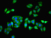 Immunofluorescent analysis of HepG2 cells using CSB-PA01415A0Rb at dilution of 1:100 and Alexa Fluor 488-congugated AffiniPure Goat Anti-Rabbit IgG (H+L)