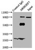 Immunoprecipitating ARHGEF7 in Hela whole cell lysate<br />
 Lane 1: Rabbit control IgG (1µg) instead of CSB-PA01445A0Rb in Hela whole cell lysate.
 For western blotting, a HRP-conjugated Protein G antibody was used as the secondary antibody (1/2000) <br />
 Lane 2: CSB-PA01445A0Rb (6µg) + Hela whole cell lysate (500µg) <br />
 Lane 3: Hela whole cell lysate (10µg) <br />