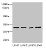 Western blot<br />
 All lanes: Mmp7 antibody at 2µg/ml<br />
 Lane 1: Colo320 whole cell lysaye<br />
 Lane 2: NIH/3T3 whole cell lysaye<br />
 Lane 3: Mouse lung tissue<br />
 Lane 4: HepG2 whole cell lysate<br />
 Secondary<br />
 Goat polyclonal to rabbit IgG at 1/10000 dilution<br />
 Predicted band size: 30 kDa<br />
 Observed band size: 30 kDa<br />