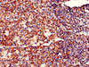 Immunohistochemistry of paraffin-embedded human tonsil tissue using CSB-PA014826EA01HU at dilution of 1:100