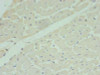 Immunohistochemistry of paraffin-embedded human heart tissue using CSB-PA014839LA01HU at dilution of 1:100