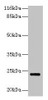 Western blot<br />
 All lanes: MTHFS antibody at 2µg/ml + Hela whole cell lysate<br />
 Secondary<br />
 Goat polyclonal to rabbit IgG at 1/10000 dilution<br />
 Predicted band size: 24, 21 kDa<br />
 Observed band size: 24 kDa<br />