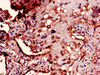 Immunohistochemistry of paraffin-embedded human placenta tissue using CSB-PA01524A0Rb at dilution of 1:100