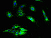 Immunofluorescent analysis of Hela cells using CSB-PA015624EA01HU at dilution of 1:100 and Alexa Fluor 488-congugated AffiniPure Goat Anti-Rabbit IgG (H+L)