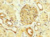 IHC image of CSB-PA015988LA01HU diluted at 1:250 and staining in paraffin-embedded human kidney tissue performed on a Leica BondTM system. After dewaxing and hydration, antigen retrieval was mediated by high pressure in a citrate buffer (pH 6.0) . Section was blocked with 10% normal goat serum 30min at RT. Then primary antibody (1% BSA) was incubated at 4°C overnight. The primary is detected by a biotinylated secondary antibody and visualized using an HRP conjugated SP system.