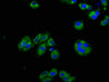 Immunofluorescence staining of HepG2 cells with CSB-PA015988LA01HU at 1:125, counter-stained with DAPI. The cells were fixed in 4% formaldehyde, permeabilized using 0.2% Triton X-100 and blocked in 10% normal Goat Serum. The cells were then incubated with the antibody overnight at 4°C. The secondary antibody was Alexa Fluor 488-congugated AffiniPure Goat Anti-Rabbit IgG (H+L) .