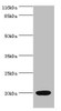 Western blot<br />
 All lanes: NTS antibody at 2µg/ml + Mouse small intestine tissue<br />
 Secondary<br />
 Goat polyclonal to rabbit IgG at 1/10000 dilution<br />
 Predicted band size: 20 kDa<br />
 Observed band size: 20 kDa<br />