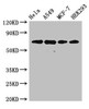 Western Blot<br />
 Positive WB detected in: Hela whole cell lysate, A549 whole cell lysate, MCF-7 whole cell lysate, HEK293 whole cell lysate<br />
 All lanes: XRCC6 antibody at 4µg/ml<br />
 Secondary<br />
 Goat polyclonal to rabbit IgG at 1/50000 dilution<br />
 Predicted band size: 70, 66 kDa<br />
 Observed band size: 70 kDa<br />