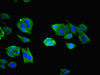 Immunofluorescent analysis of HepG2 cells using CSB-PA016223LA01HU at dilution of 1:100 and Alexa Fluor 488-congugated AffiniPure Goat Anti-Rabbit IgG (H+L)