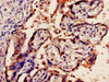 IHC image of CSB-PA016331LA01HU diluted at 1:1200 and staining in paraffin-embedded human placenta tissue performed on a Leica BondTM system. After dewaxing and hydration, antigen retrieval was mediated by high pressure in a citrate buffer (pH 6.0) . Section was blocked with 10% normal goat serum 30min at RT. Then primary antibody (1% BSA) was incubated at 4°C overnight. The primary is detected by a biotinylated secondary antibody and visualized using an HRP conjugated SP system.