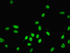 Immunofluorescent analysis of Hela cells using CSB-PA01704A0Rb at dilution of 1:100 and Alexa Fluor 488-congugated AffiniPure Goat Anti-Rabbit IgG (H+L)