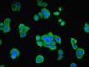 Immunofluorescent analysis of PC-3 cells using CSB-PA017234LA01HU at dilution of 1:100 and Alexa Fluor 488-congugated AffiniPure Goat Anti-Rabbit IgG (H+L)