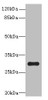 Western blot<br />
 All lanes: OVOL1 antibody at 8µg/ml + K562 whole cell lysate<br />
 Secondary<br />
 Goat polyclonal to rabbit IgG at 1/10000 dilution<br />
 Predicted band size: 31 kDa<br />
 Observed band size: 31 kDa<br />