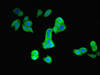 Immunofluorescent analysis of PC-3 cells using CSB-PA017451LA01HU at dilution of 1:100 and Alexa Fluor 488-congugated AffiniPure Goat Anti-Rabbit IgG (H+L)