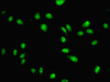 Immunofluorescent analysis of Hela cells using CSB-PA017489HA01HU at dilution of 1:100 and Alexa Fluor 488-congugated AffiniPure Goat Anti-Rabbit IgG (H+L)