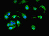 Immunofluorescent analysis of MCF-7 cells using CSB-PA017632LA01HU at dilution of 1:100 and Alexa Fluor 488-congugated AffiniPure Goat Anti-Rabbit IgG (H+L)