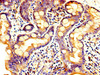 IHC image of CSB-PA017644LA01HU diluted at 1:300 and staining in paraffin-embedded human small intestine tissue performed on a Leica BondTM system. After dewaxing and hydration, antigen retrieval was mediated by high pressure in a citrate buffer (pH 6.0) . Section was blocked with 10% normal goat serum 30min at RT. Then primary antibody (1% BSA) was incubated at 4°C overnight. The primary is detected by a biotinylated secondary antibody and visualized using an HRP conjugated SP system.