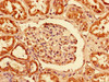 Immunohistochemistry of paraffin-embedded human kidney tissue using CSB-PA017651LA01HU at dilution of 1:100