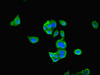 Immunofluorescent analysis of PC-3 cells using CSB-PA017715LA01HU at dilution of 1:100 and Alexa Fluor 488-congugated AffiniPure Goat Anti-Rabbit IgG (H+L)