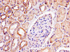 IHC image of CSB-PA017885LA01HU diluted at 1:300 and staining in paraffin-embedded human kidney tissue performed on a Leica BondTM system. After dewaxing and hydration, antigen retrieval was mediated by high pressure in a citrate buffer (pH 6.0) . Section was blocked with 10% normal goat serum 30min at RT. Then primary antibody (1% BSA) was incubated at 4°C overnight. The primary is detected by a biotinylated secondary antibody and visualized using an HRP conjugated SP system.