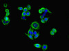 Immunofluorescent analysis of PC-3 cells using CSB-PA017952HA01HU at dilution of 1:100 and Alexa Fluor 488-congugated AffiniPure Goat Anti-Rabbit IgG (H+L)