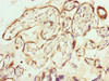 Immunohistochemistry of paraffin-embedded human placenta tissue using CSB-PA018435LA01HU at dilution of 1:100