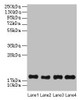 Western Blot<br />
 All lanes: PPIAL4G antibody at 6µg/ml<br />
 Lane 1: Mouse liver tissue<br />
 Lane 2: Mouse spleen tissue<br />
 Lane 3: Mouse lung tissue<br />
 Lane 4: Mouse kidney tissue<br />
 Secondary<br />
 Goat polyclonal to rabbit IgG at 1/10000 dilution<br />
 Predicted band size: 19 kDa<br />
 Observed band size: 19 kDa<br />