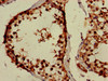 Immunohistochemistry of paraffin-embedded human testis tissue using CSB-PA018502LA01HU at dilution of 1:100