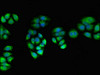 Immunofluorescent analysis of PC-3 cells using CSB-PA018502LA01HU at dilution of 1:100 and Alexa Fluor 488-congugated AffiniPure Goat Anti-Rabbit IgG (H+L)