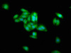 Immunofluorescence staining of HepG2 cells with CSB-PA018603LA01HU at 1:266, counter-stained with DAPI. The cells were fixed in 4% formaldehyde, permeabilized using 0.2% Triton X-100 and blocked in 10% normal Goat Serum. The cells were then incubated with the antibody overnight at 4°C. The secondary antibody was Alexa Fluor 488-congugated AffiniPure Goat Anti-Rabbit IgG (H+L) .