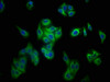 Immunofluorescence staining of HepG2 cells with CSB-PA018668LA01MO at 1:133, counter-stained with DAPI. The cells were fixed in 4% formaldehyde, permeabilized using 0.2% Triton X-100 and blocked in 10% normal Goat Serum. The cells were then incubated with the antibody overnight at 4°C. The secondary antibody was Alexa Fluor 488-congugated AffiniPure Goat Anti-Rabbit IgG (H+L) .