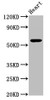 Western Blot<br />
 Positive WB detected in: Mouse heart tissue<br />
 All lanes: PSAP antibody at 3.3µg/ml<br />
 Secondary<br />
 Goat polyclonal to rabbit IgG at 1/50000 dilution<br />
 Predicted band size: 59 kDa<br />
 Observed band size: 59 kDa<br />