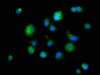 Immunofluorescence staining of MCF-7 cells with CSB-PA018836DA01HU at 1:166, counter-stained with DAPI. The cells were fixed in 4% formaldehyde, permeabilized using 0.2% Triton X-100 and blocked in 10% normal Goat Serum. The cells were then incubated with the antibody overnight at 4°C. The secondary antibody was Alexa Fluor 488-congugated AffiniPure Goat Anti-Rabbit IgG (H+L) .