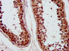 IHC image of CSB-PA018896LA01HU diluted at 1:1200 and staining in paraffin-embedded human testis tissue performed on a Leica BondTM system. After dewaxing and hydration, antigen retrieval was mediated by high pressure in a citrate buffer (pH 6.0) . Section was blocked with 10% normal goat serum 30min at RT. Then primary antibody (1% BSA) was incubated at 4°C overnight. The primary is detected by a biotinylated secondary antibody and visualized using an HRP conjugated SP system.