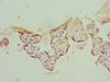Immunohistochemistry of paraffin-embedded human placenta tissue using CSB-PA018899LA01HU at dilution of 1:100