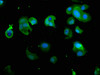 Immunofluorescence staining of MCF-7 cells with CSB-PA018912LA01HU at 1:266, counter-stained with DAPI. The cells were fixed in 4% formaldehyde, permeabilized using 0.2% Triton X-100 and blocked in 10% normal Goat Serum. The cells were then incubated with the antibody overnight at 4°C. The secondary antibody was Alexa Fluor 488-congugated AffiniPure Goat Anti-Rabbit IgG (H+L) .