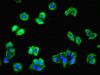 Immunofluorescent analysis of HepG2 cells using CSB-PA018946LA01HU at dilution of 1:100 and Alexa Fluor 488-congugated AffiniPure Goat Anti-Rabbit IgG (H+L)