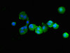 Immunofluorescent analysis of MCF-7 cells using CSB-PA019043HA01HU at dilution of 1:100 and Alexa Fluor 488-congugated AffiniPure Goat Anti-Rabbit IgG (H+L)