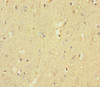 Immunohistochemistry of paraffin-embedded human brain tissue using CSB-PA019068LA01HU at dilution of 1:100