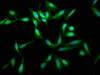 Immunofluorescence staining of Hela cells with CSB-PA019284LA01HU at 1:400, counter-stained with DAPI. The cells were fixed in 4% formaldehyde, permeabilized using 0.2% Triton X-100 and blocked in 10% normal Goat Serum. The cells were then incubated with the antibody overnight at 4°C. The secondary antibody was Alexa Fluor 488-congugated AffiniPure Goat Anti-Rabbit IgG (H+L) .